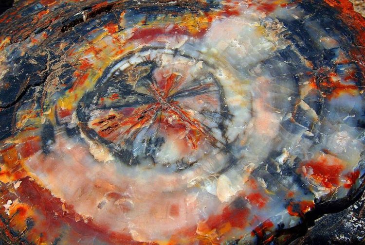 petrified-wood
